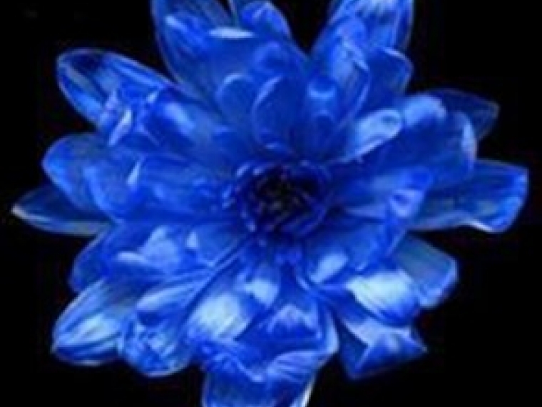 Краска д/окрашивания живых цветов, цвет небесно-голубой #4, 0,300 л.