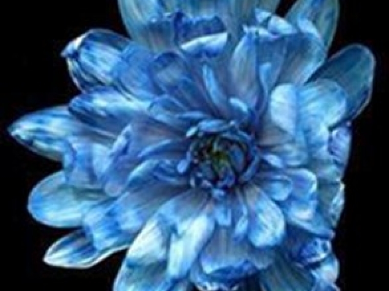 Краска д/окрашивания живых цветов, цвет темно-синий #8, 0,300 л.