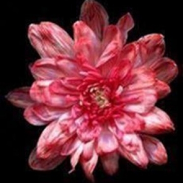 Краска д/окрашивания живых цветов, цвет клюквенный #13, 0,3л. в компании Декорпак