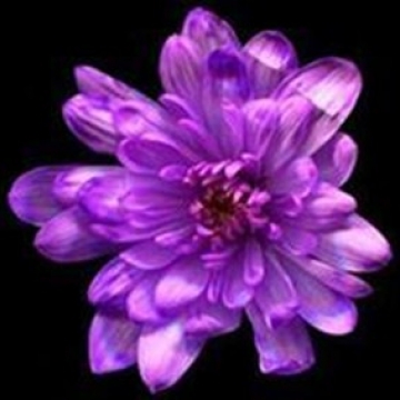 Краска д/окрашивания живых цветов, цвет ярко-фиолетовый =17, 0275 л.