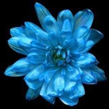 Краска д/окрашивания живых цветов, цвет голубой =21, 0275 л.