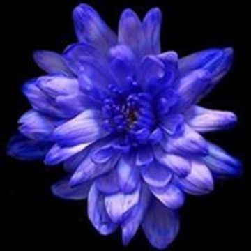 Краска д/окрашивания живых цветов, цвет бриллиант фиолет, =22, 0275 л.