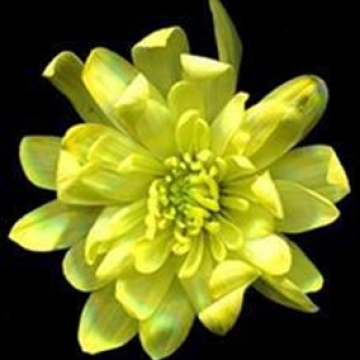 Краска д/окрашивания живых цветов, цвет желтый #2, 0.300 л. в компании Декорпак