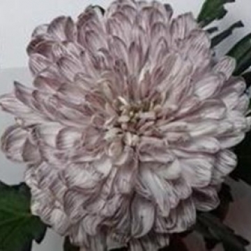 Краска д/окрашивания живых цветов, цвет коричневый #34, 0,3 л. в компании Декорпак