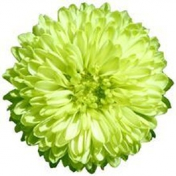 Краска д/окрашивания живых цветов, цвет лайм #38, 0,3 л. в компании Декорпак