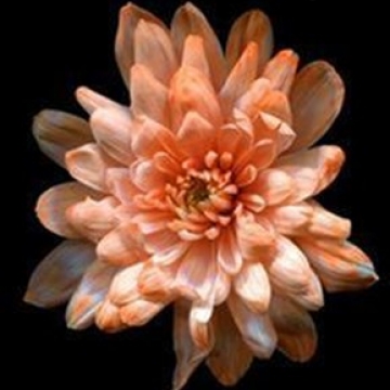 Краска д/окрашивания живых цветов, цвет персиковый =3, 0275 л.