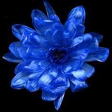 Краска д/окрашивания живых цветов, цвет небесно-голубой #4, 0,300 л.