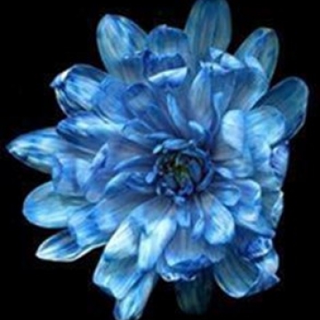 Краска д/окрашивания живых цветов, цвет темно-синий #8, 0,300 л.